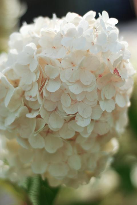 white flower
