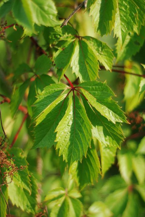 green leaves
