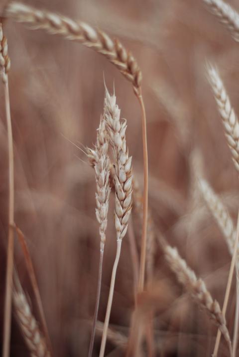 wheat