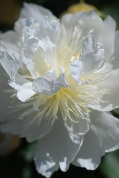white flower