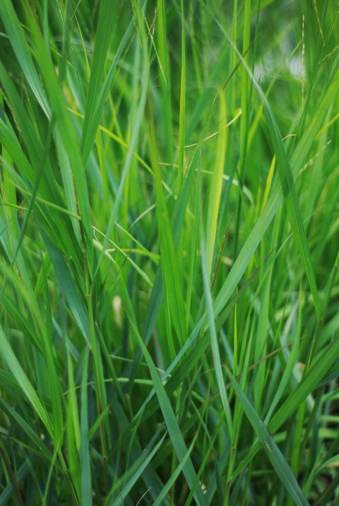 green grass