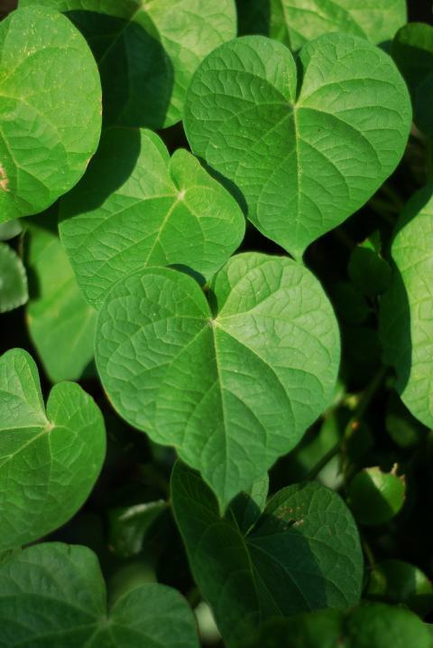 Green leaves