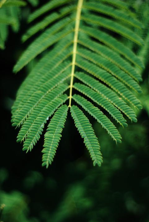 Green leaves