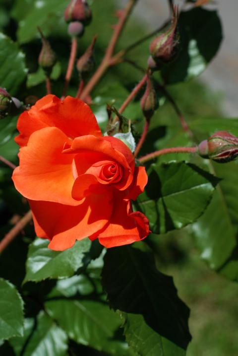 Bright rose