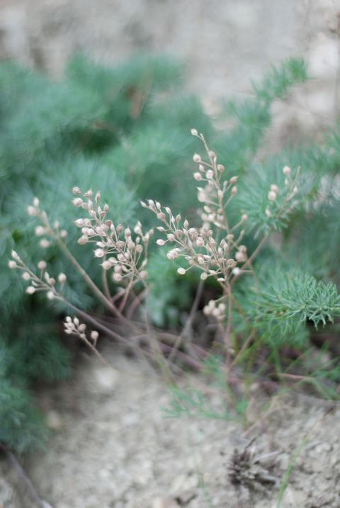 dry wild plants
