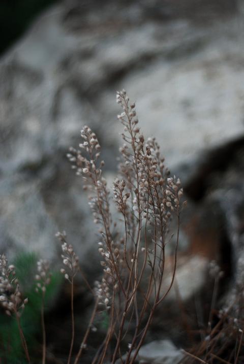 dry wild plants
