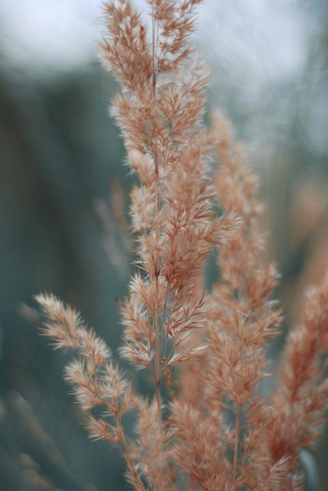 wild plant