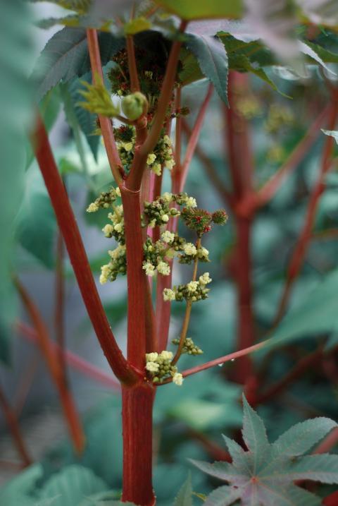 plant in the field
