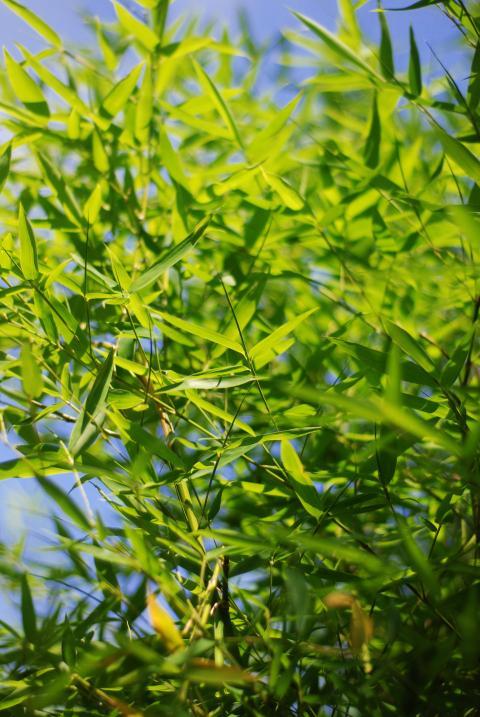Leaves in the sunlight