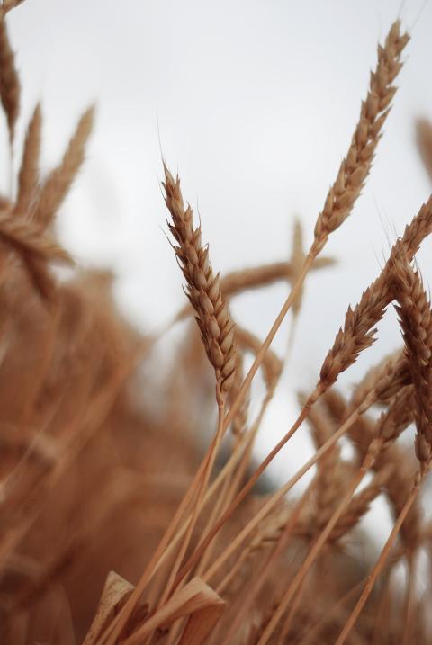 Ears of wheat