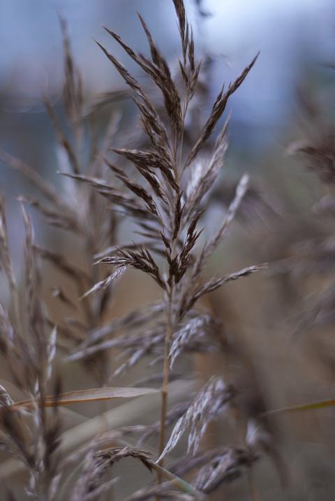 Plants in autumn