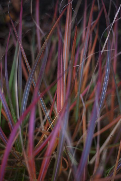 Bright colorful grass leaves