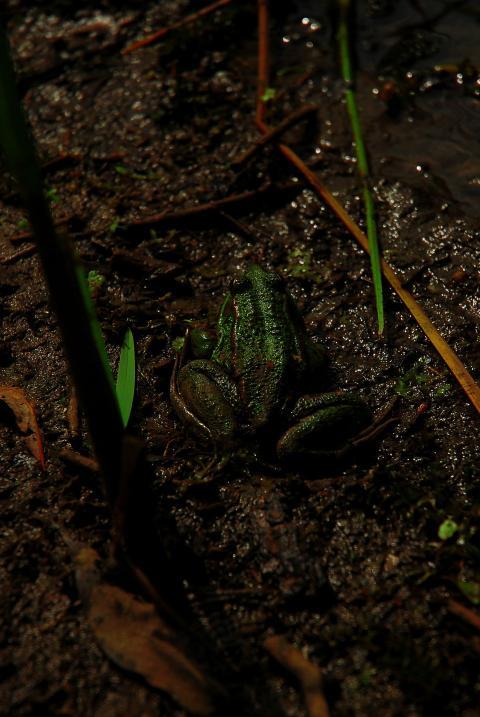 Green frog