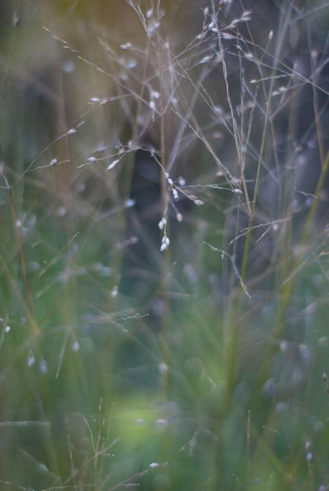 Plants on a blurred background