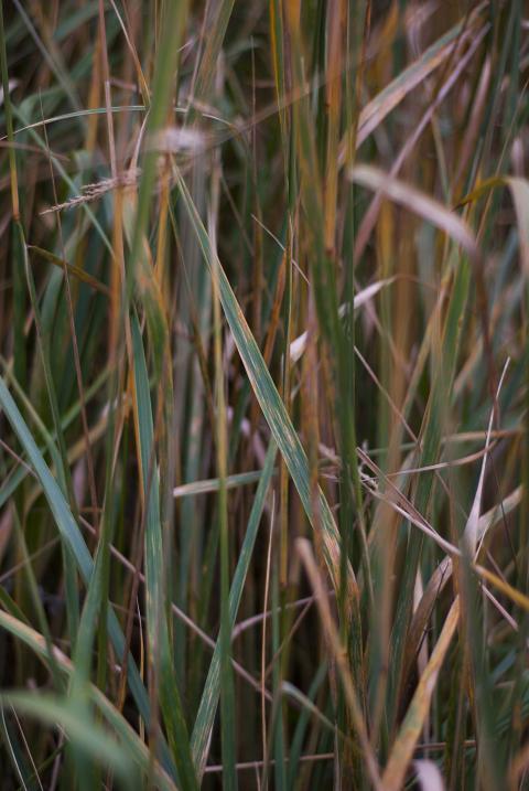 Autumn grass
