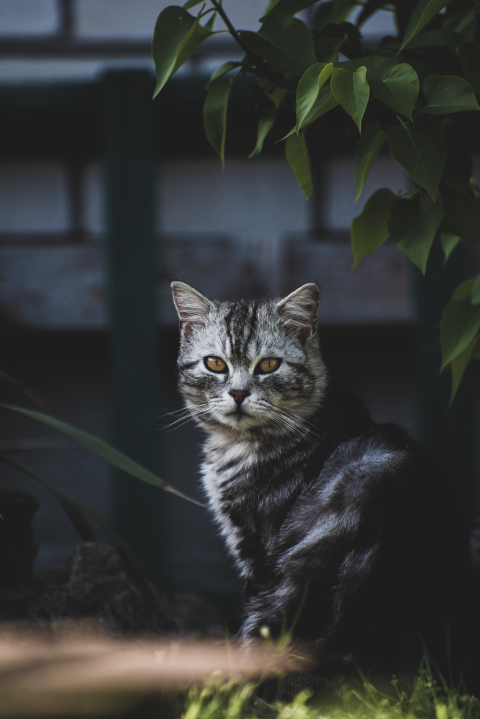 gray cat_5