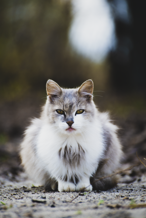 snow white