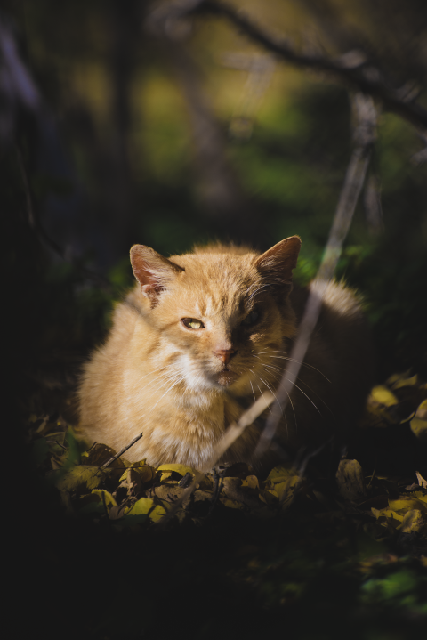angry cat