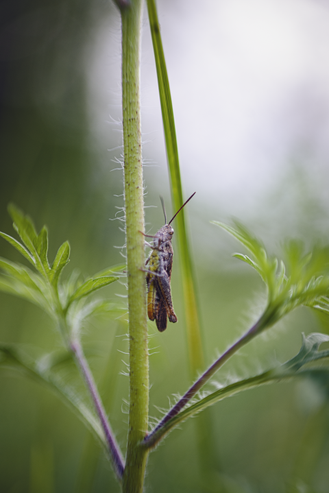grasshopper