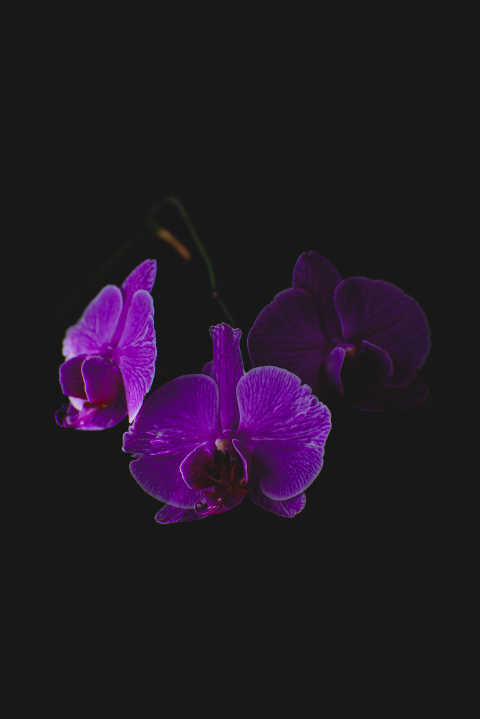 orchid
