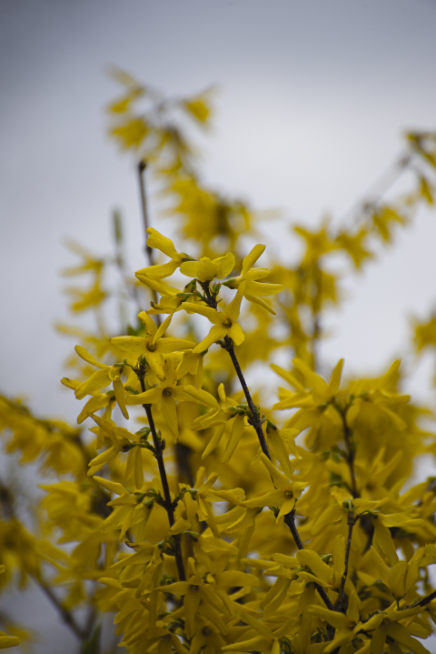 Forsythia