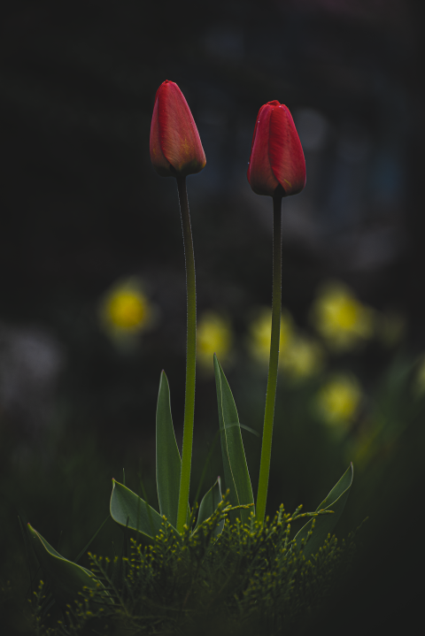 tulips