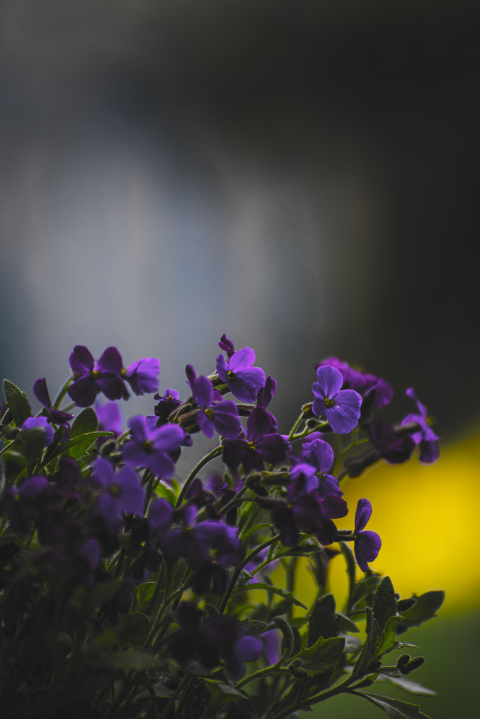 Aubrieta