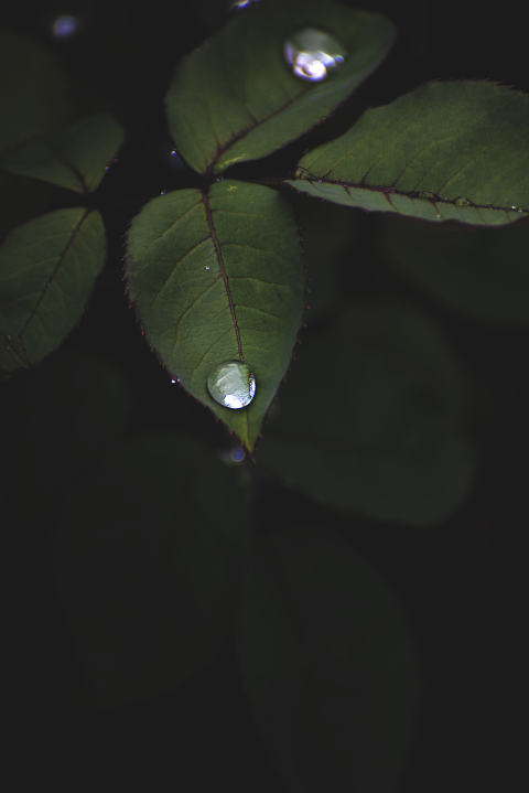 water drops