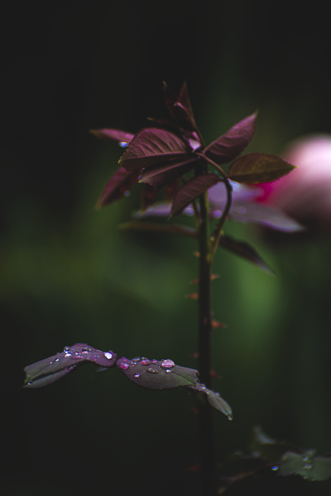 water drops