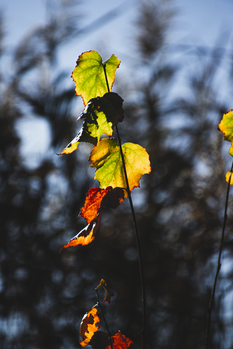 autumn leaves