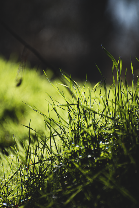 juicy grass
