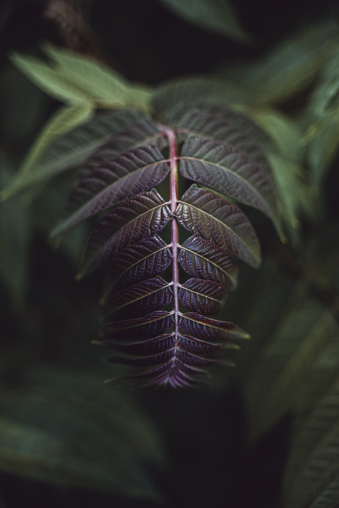 winding foliage