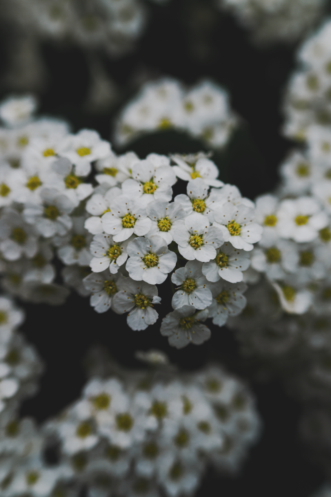 Spirea Wangutta