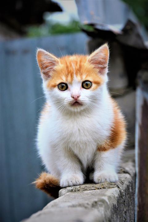 little kitty