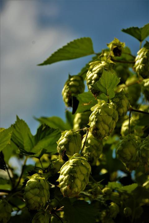 hop branch