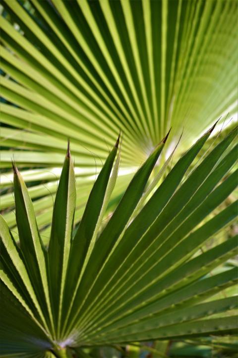palm branches