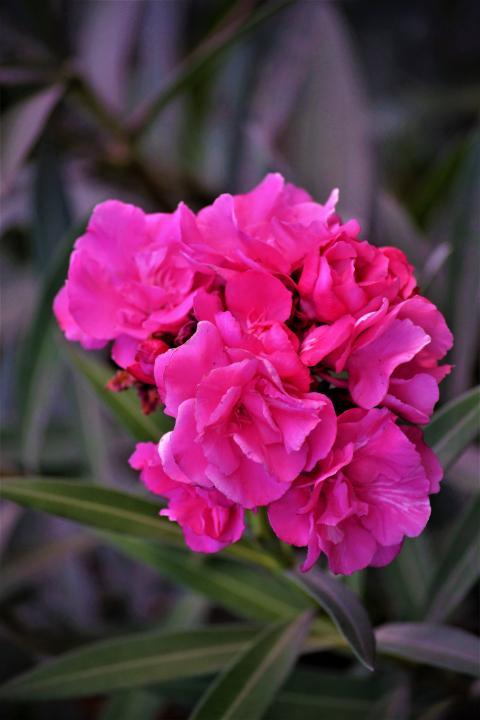 pink flowers