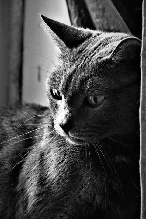 Grey cat