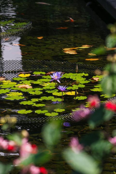 a purple flower floating above a pond