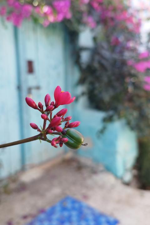 flowering branch