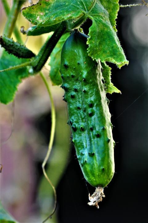 cucumber closeup