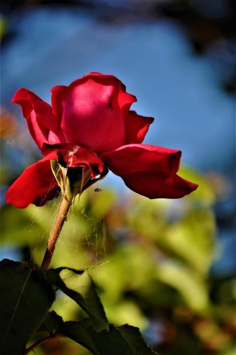 Red Rose