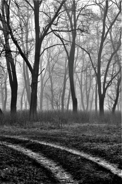 path in the forest
