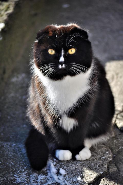 Cat