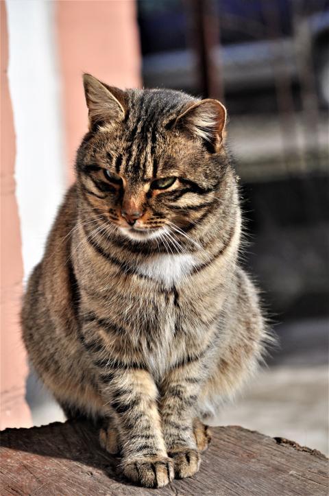 Cat