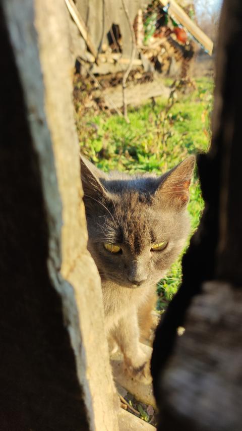 Gray cat with yellow eyes