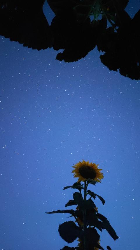 sunflower against the background of the night sky