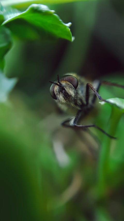 mustachioed fly