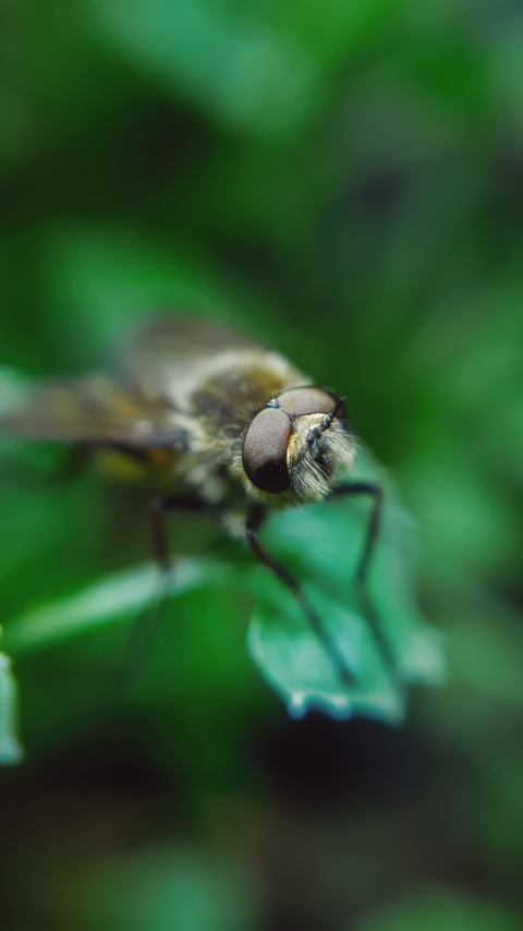 mustachioed fly_2