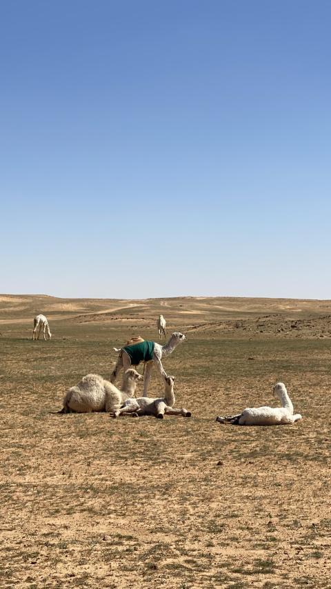 The camel after breakfast